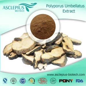 Grifola Frondosa -uutejauheen toimittaja tukkumyynti