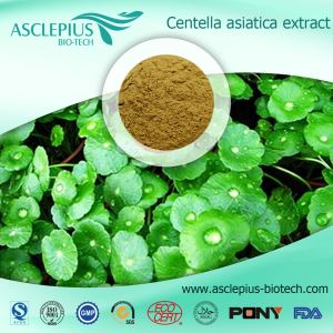 Cordycepin, Cordyceps Sinensis -uutejauhetoimittajan tukkumyynti